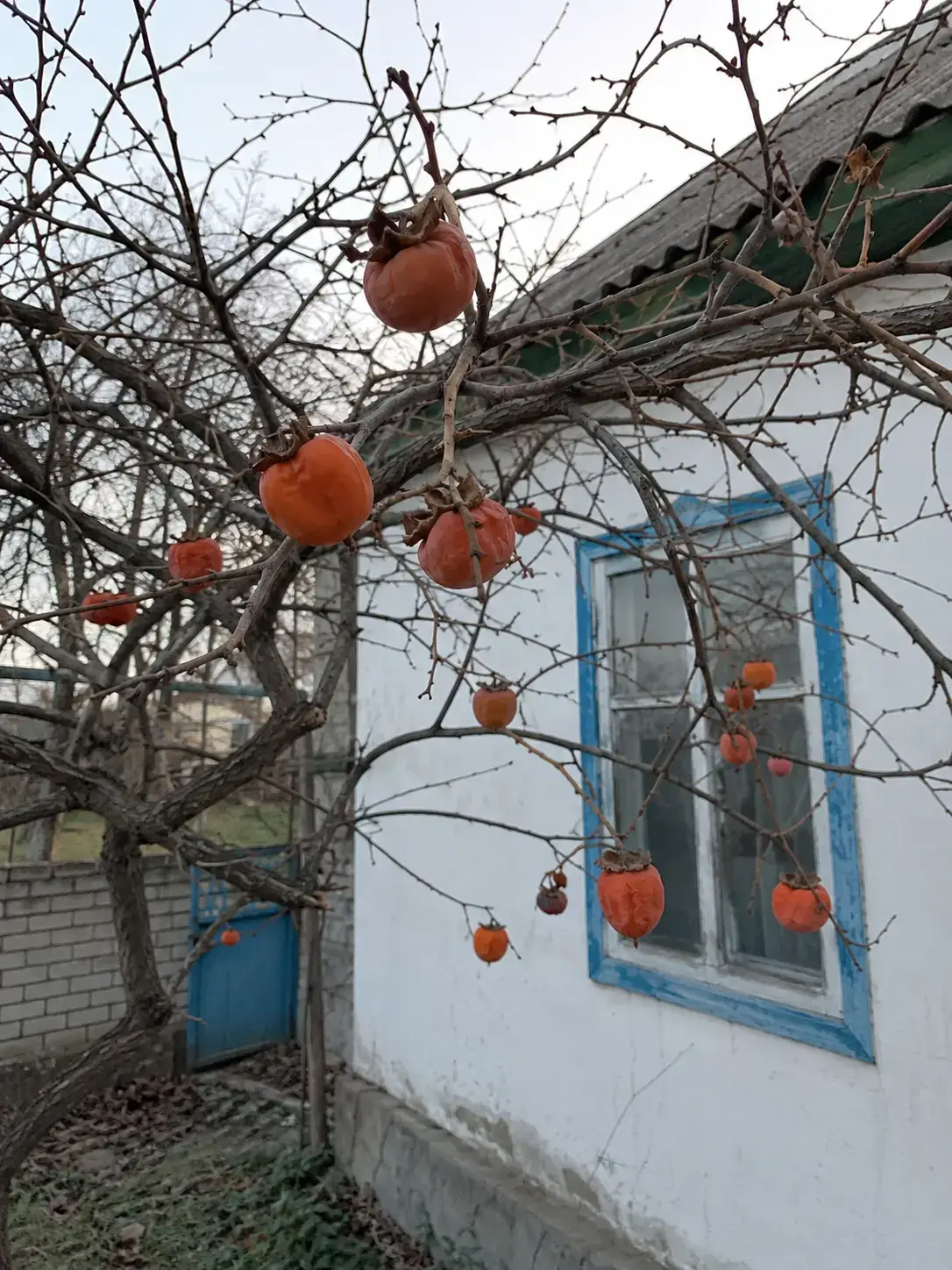 Хурма