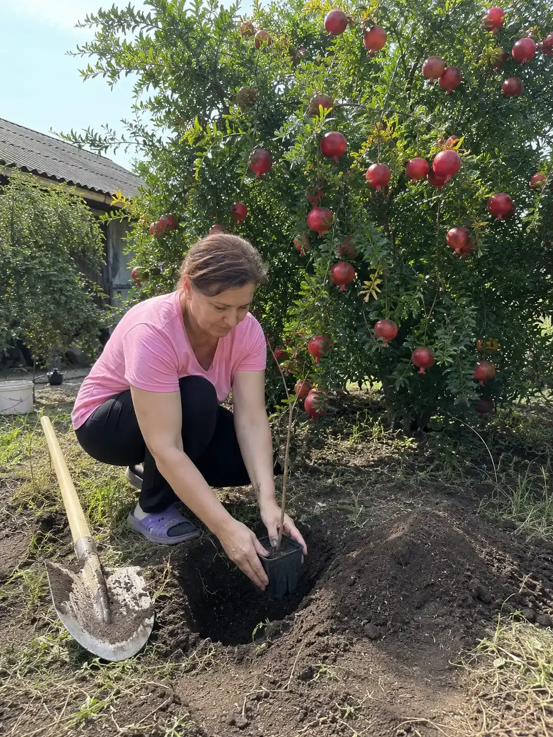 Фото від покупця: розрізаний плід