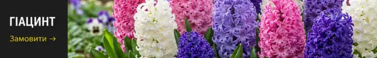 Королівський гіацинт — реклама