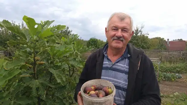 Городина