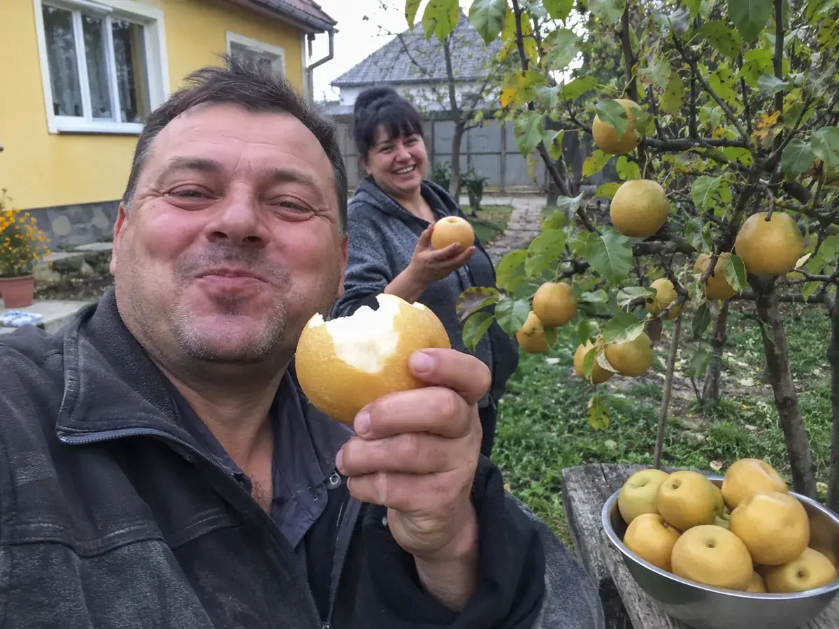Груші «Наші»: плоди та сад